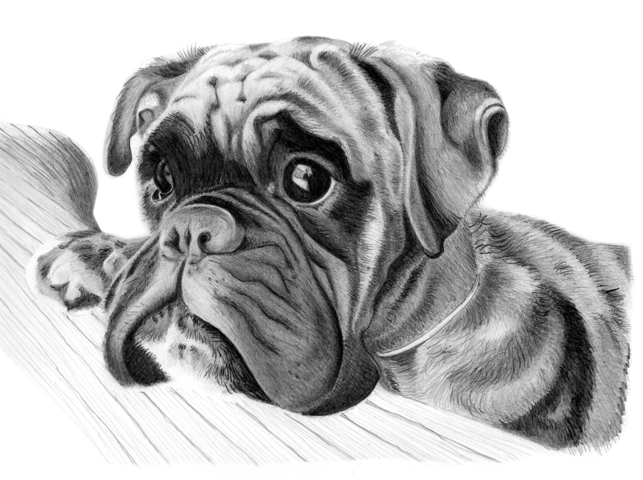yourpetportrait | I am a passionate pet draughtsman and am looking 