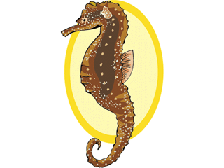 Fish graphics seahorse 259781 Fish Graphic Gif