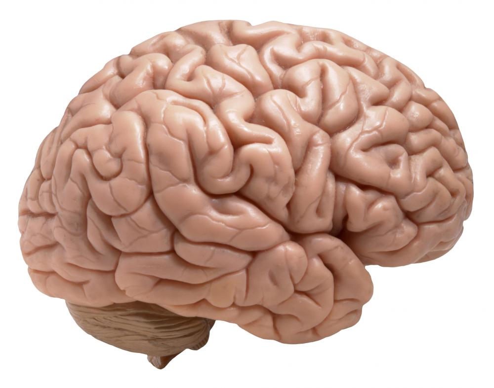 10 Amazing Facts About Human Brain You Won