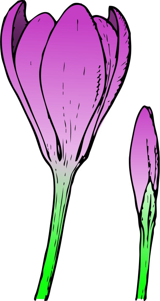 Crocus Flower and Bud Colored Spring Flowers 2011 Clip Art SVG 