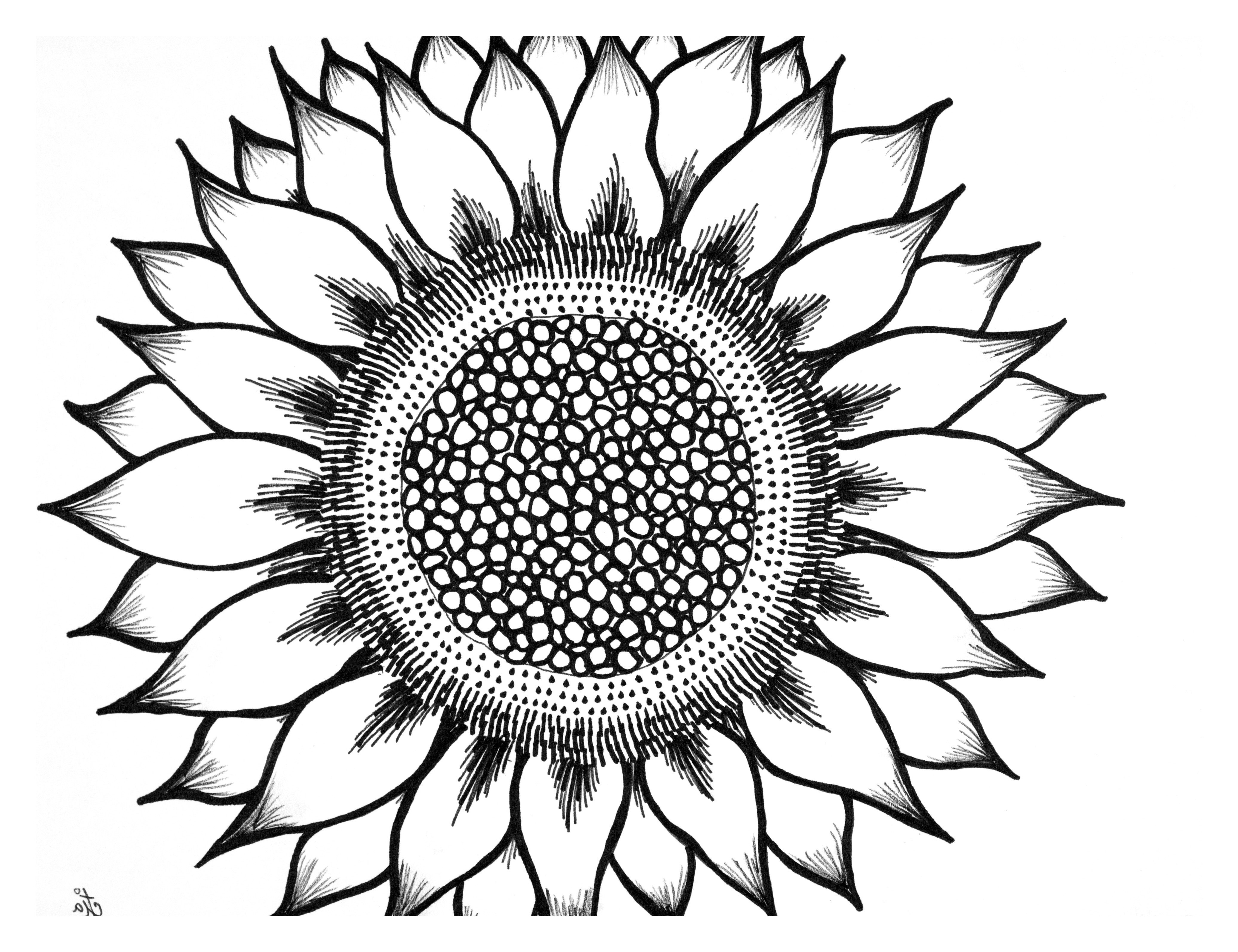 Small Sunflower Drawing Black And White