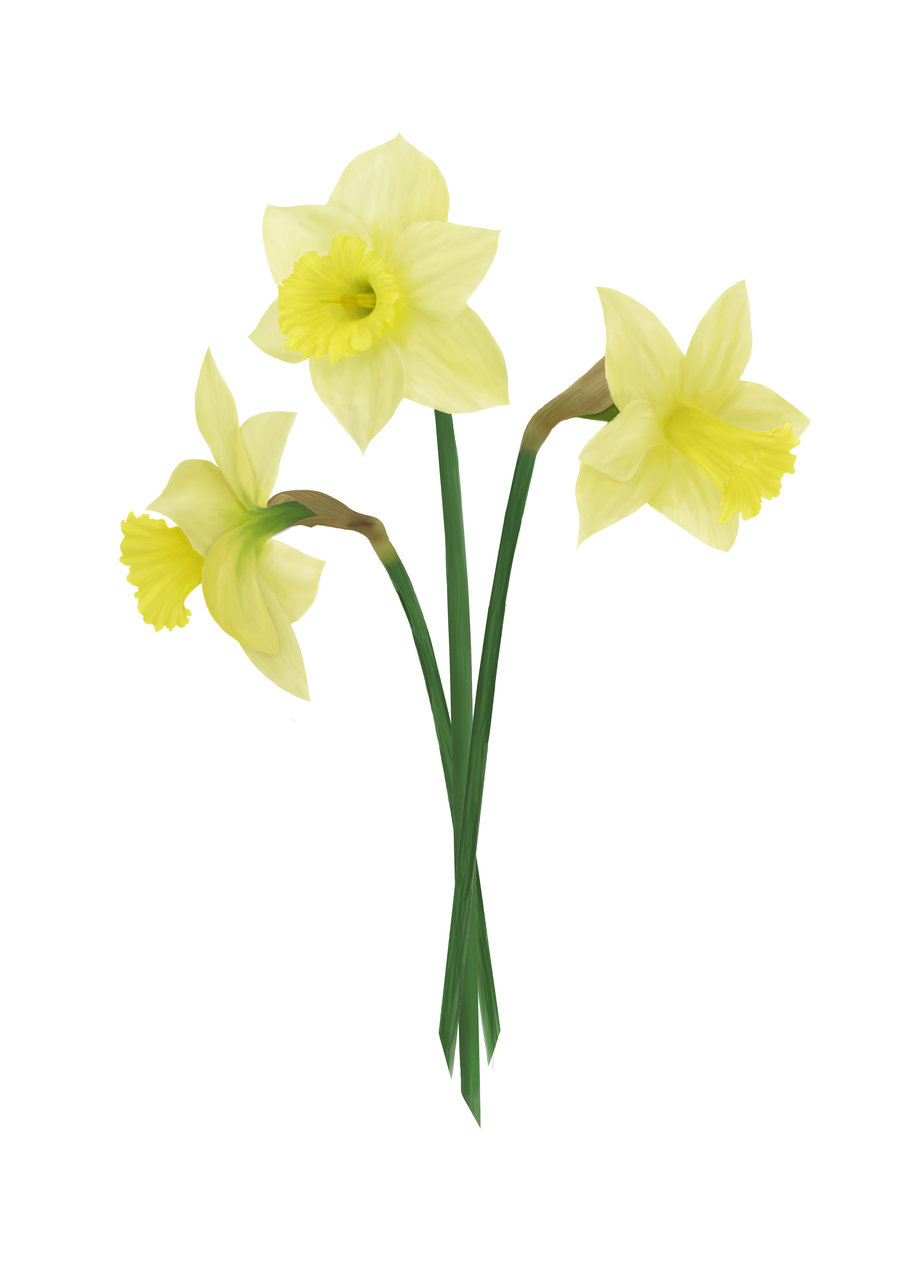 Images For  Daffodil Drawing Outline