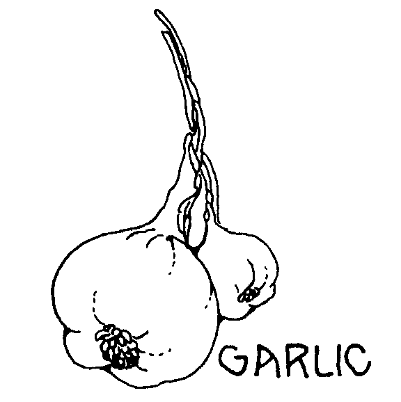 Free Garlic Clipart. Free Clipart Images, Graphics, Animated Gifs 