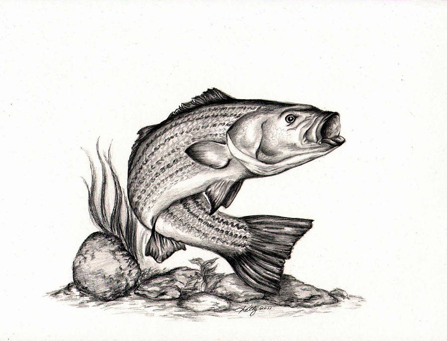 Bass Fish Drawings