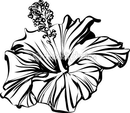 Hibiscus drawing on Pinterest