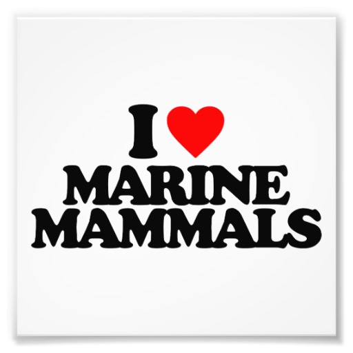 In Love With A Marine Photo Prints, In Love With A Marine 