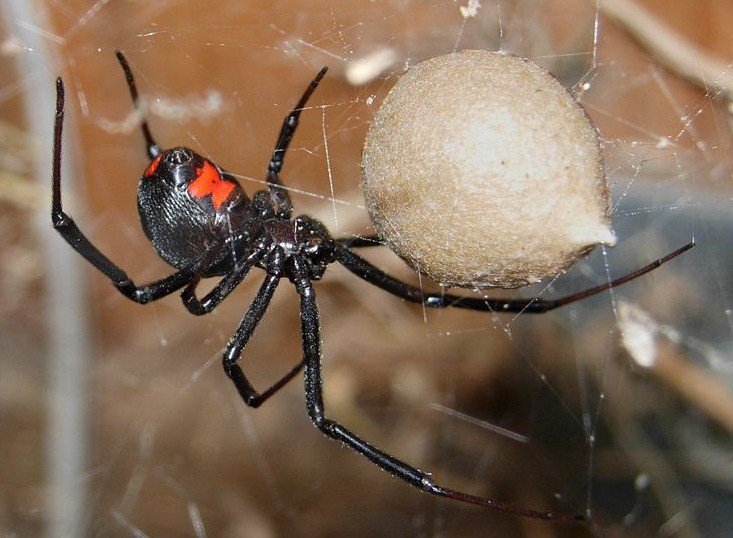 black widow spider bite - Clip Art Library