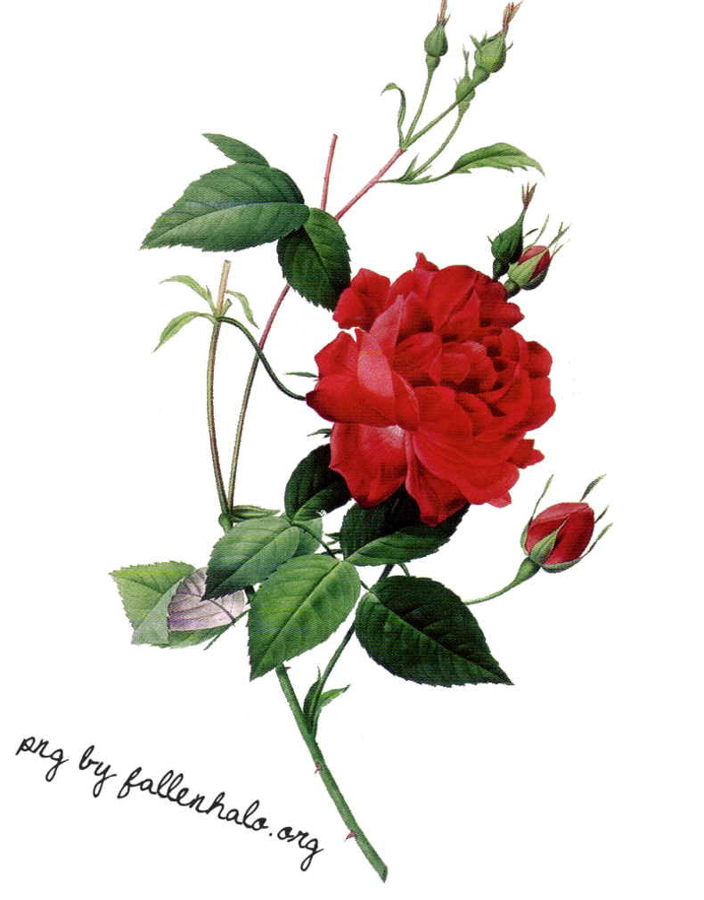 Rose PNG by FallennHalo on Clipart library