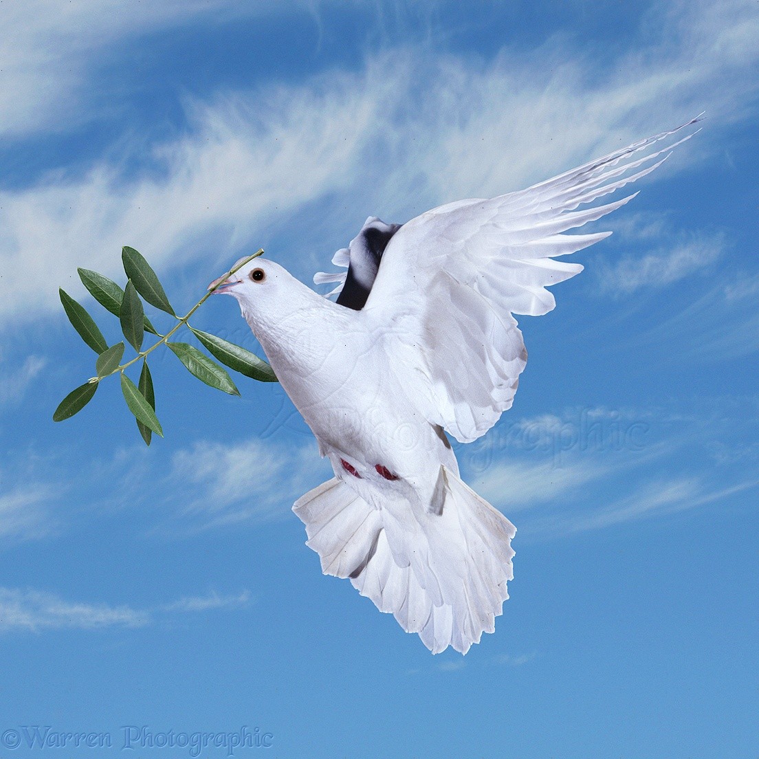 Peace dove with olive branch photo - WP21517