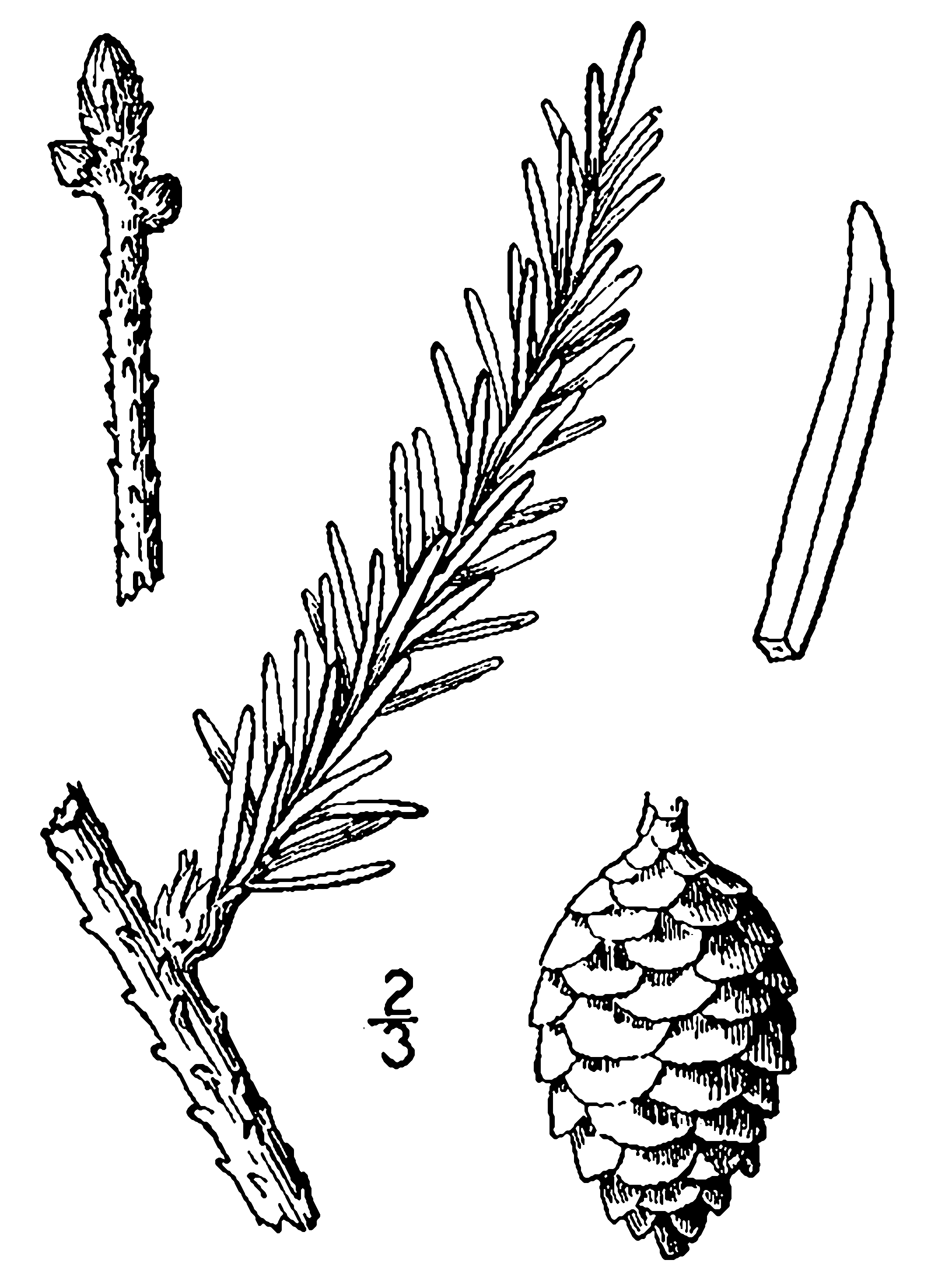 File:Picea mariana drawing.png - Wikimedia Commons