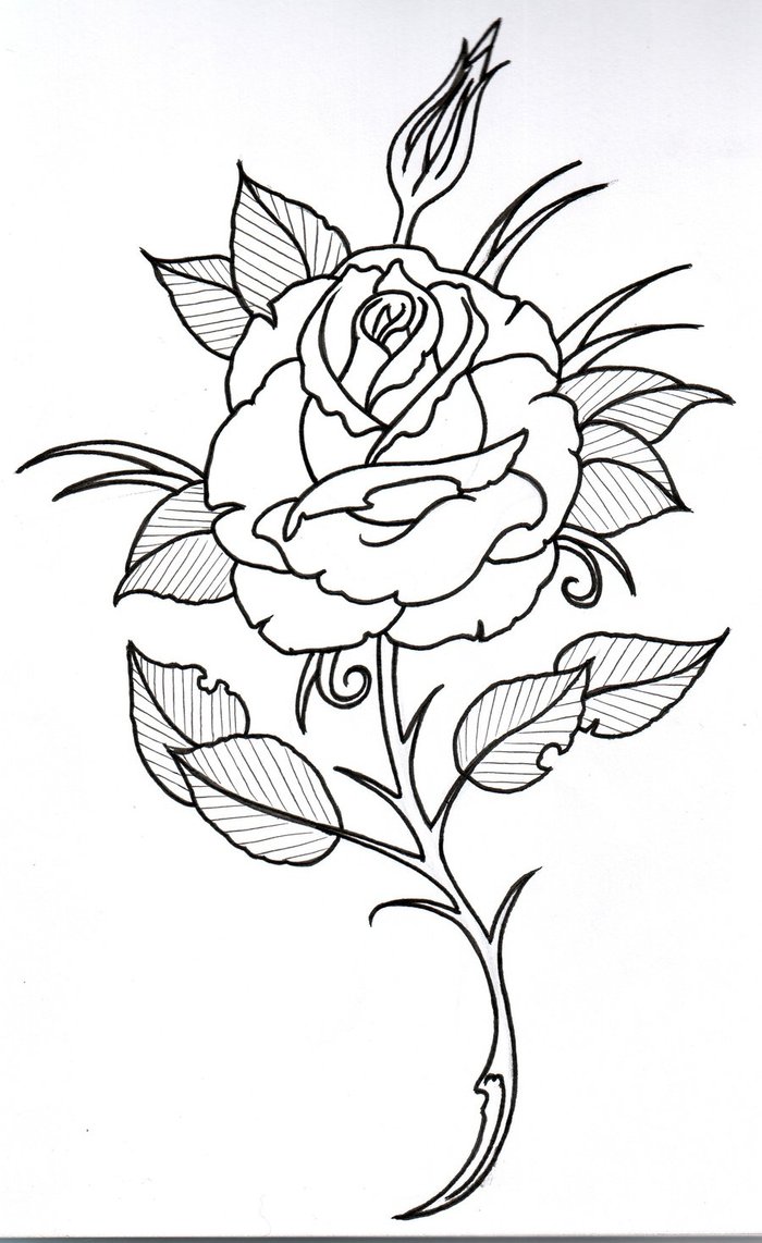 Free Rose Drawing Outline, Download Free Rose Drawing Outline png