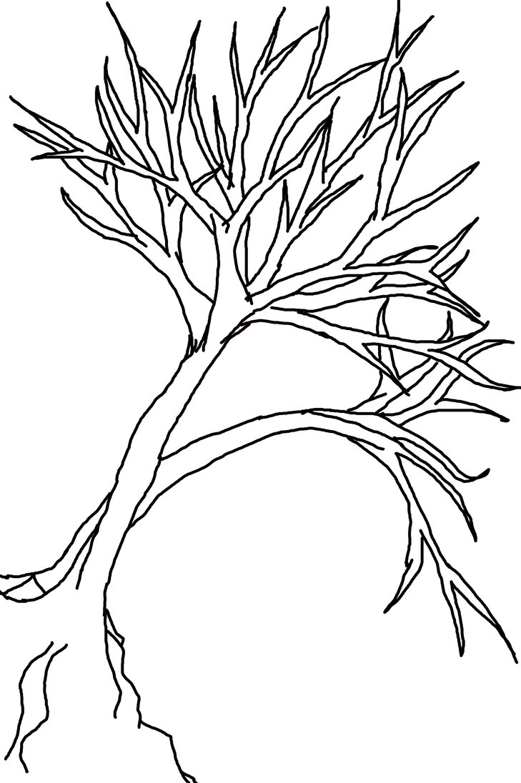 clip art line drawing of a tree - photo #34