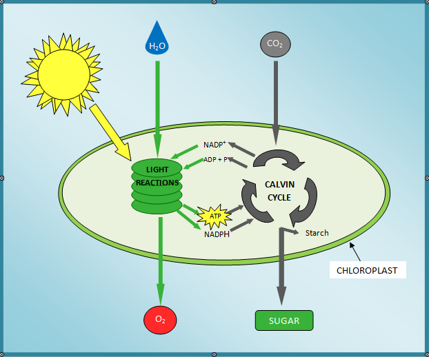 clipart photosynthesis - photo #49