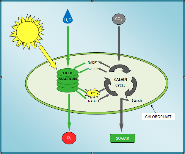Free Photosynthesis Leaf Template Download Free Photosynthesis Leaf 