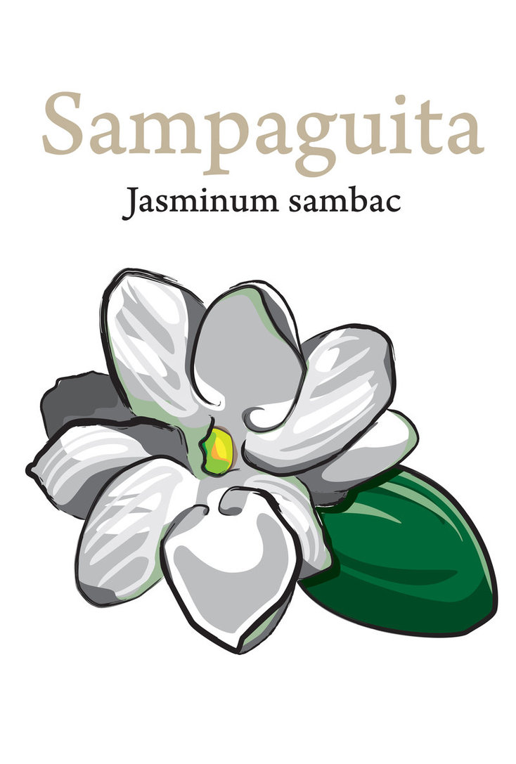 Sampaguita by joshwic on Clipart library