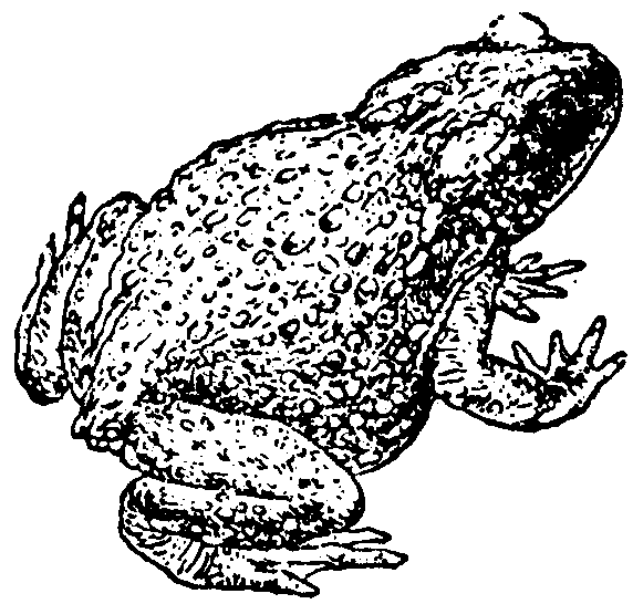 ABOUT FROGS and TOADS