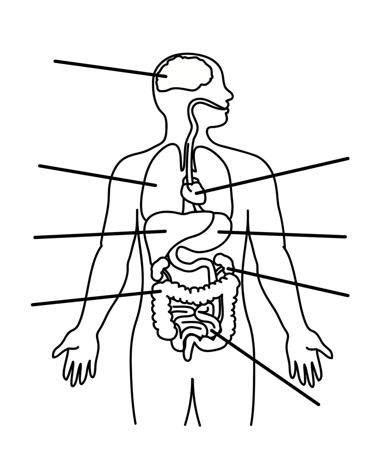 Featured image of post Human Body Outline Drawing Printable