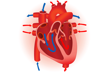 Human Heart Diagram - Clipart library - Clipart library
