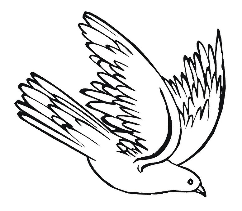 pigeon black and white clipart