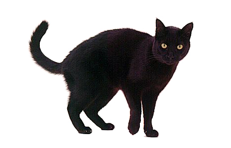 Are Black Cats Bad Luck? - The Hartz Blog | Hartz Pet Products 