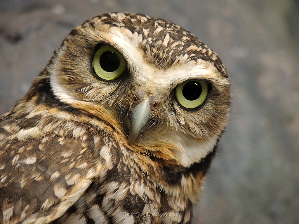 Borrowing Owl | Florida Evergades Tours | May 5, 2015
