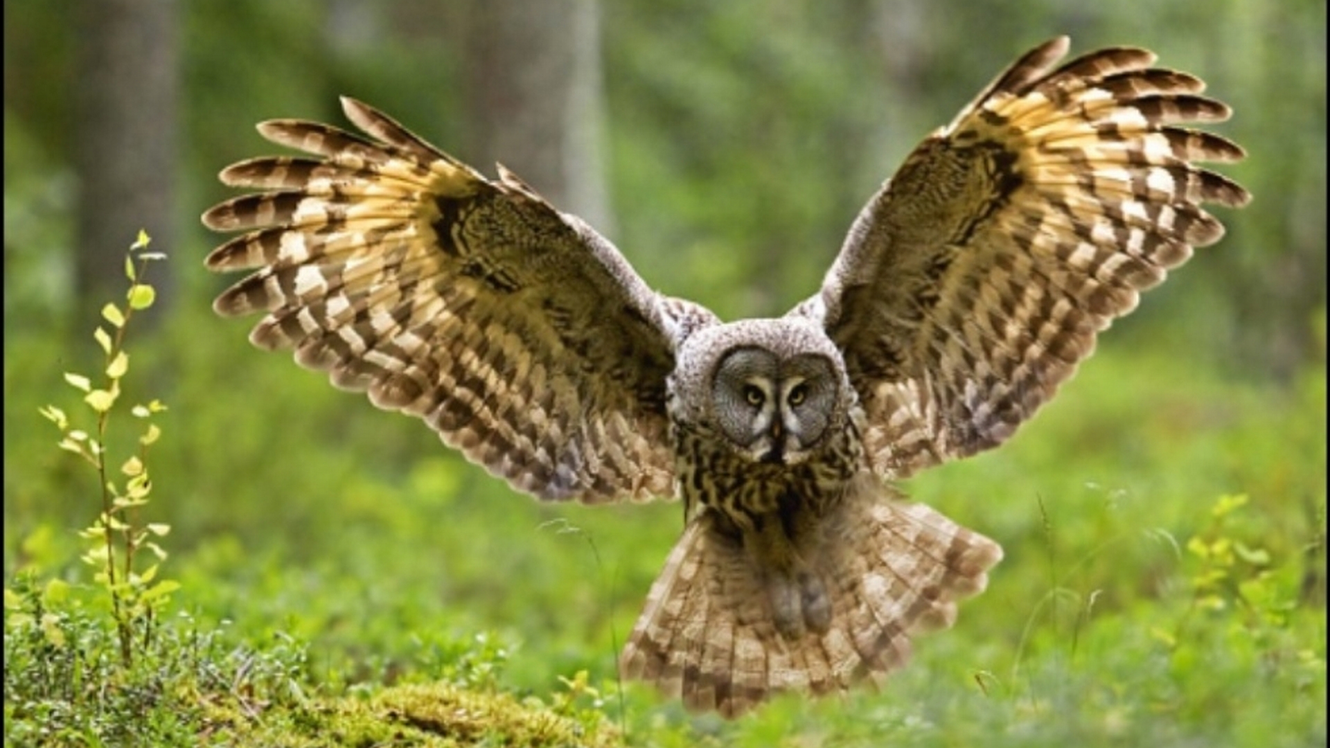 530 Owl HD Wallpapers | Backgrounds - Wallpaper Abyss - Page 16