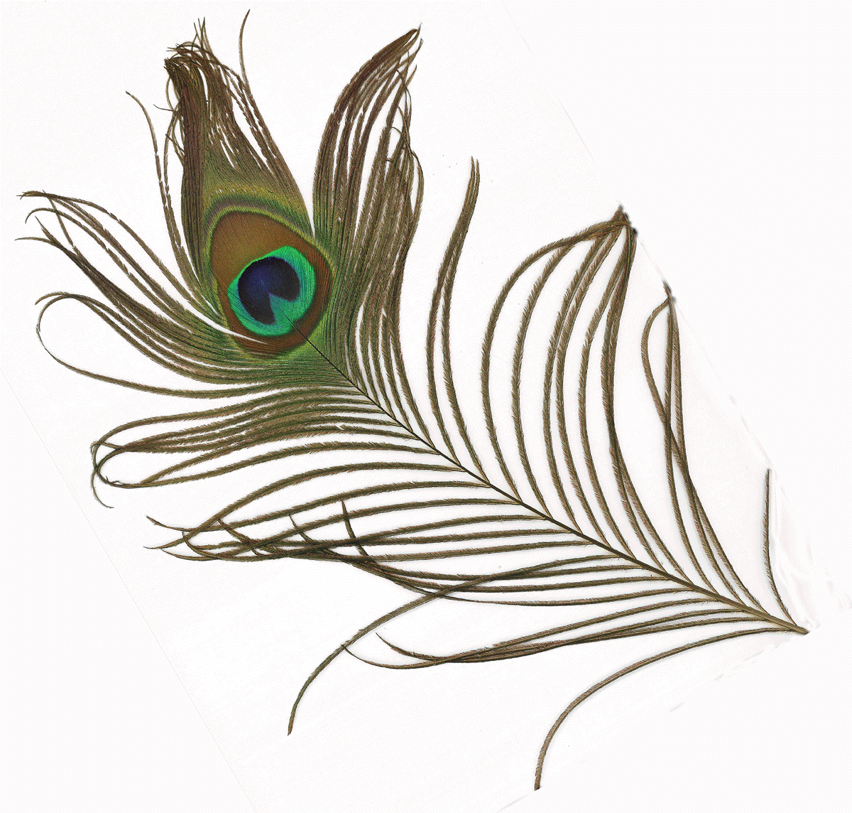 Peacock Feather | Clipart library - Free Clipart Images