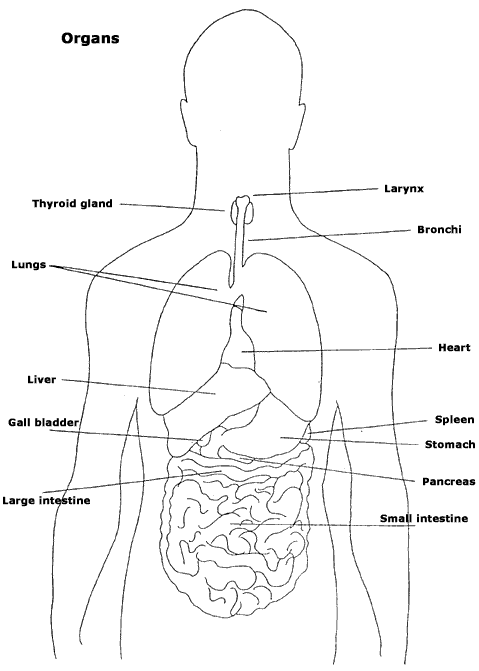 Free Human Body Organs, Download Free Human Body Organs png images