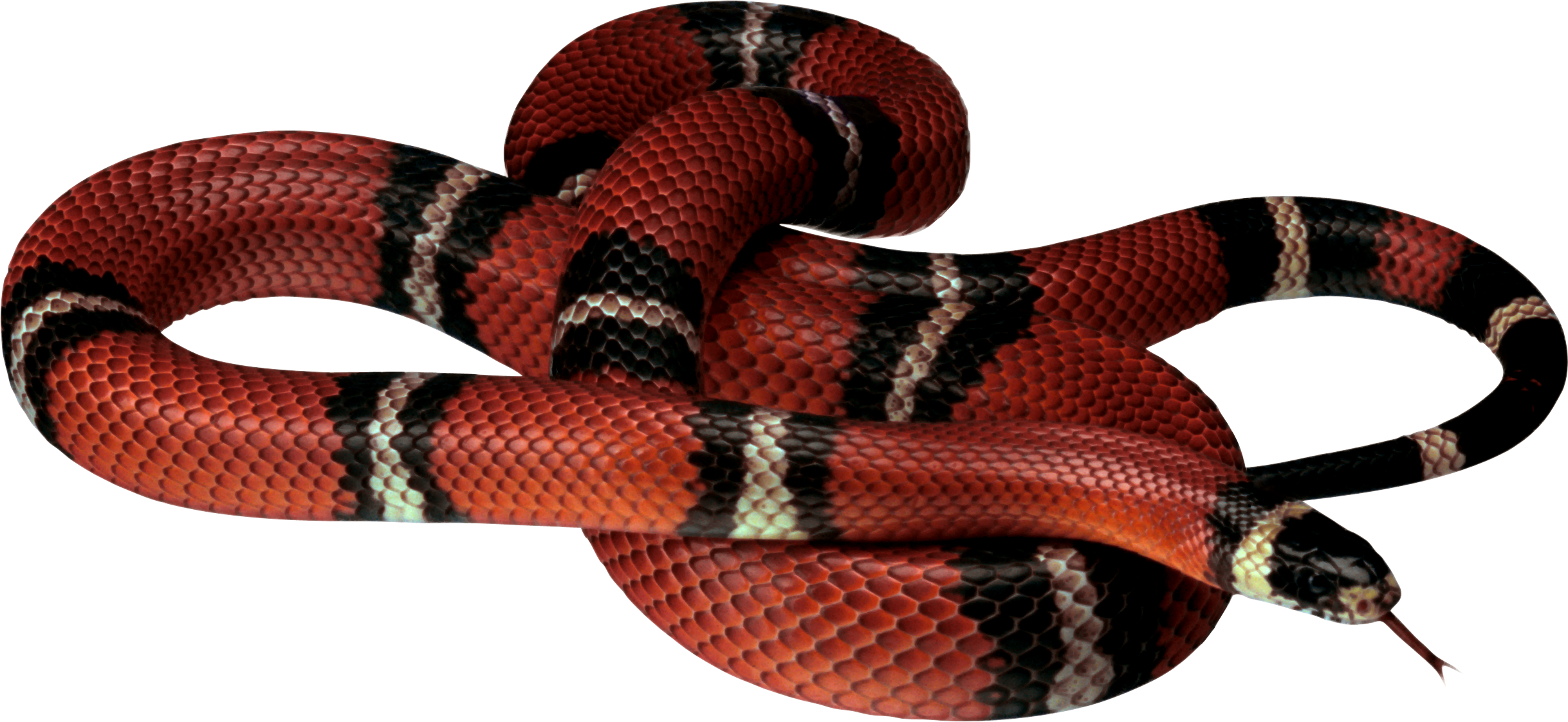 Snake PNG image, free download png picture snakes