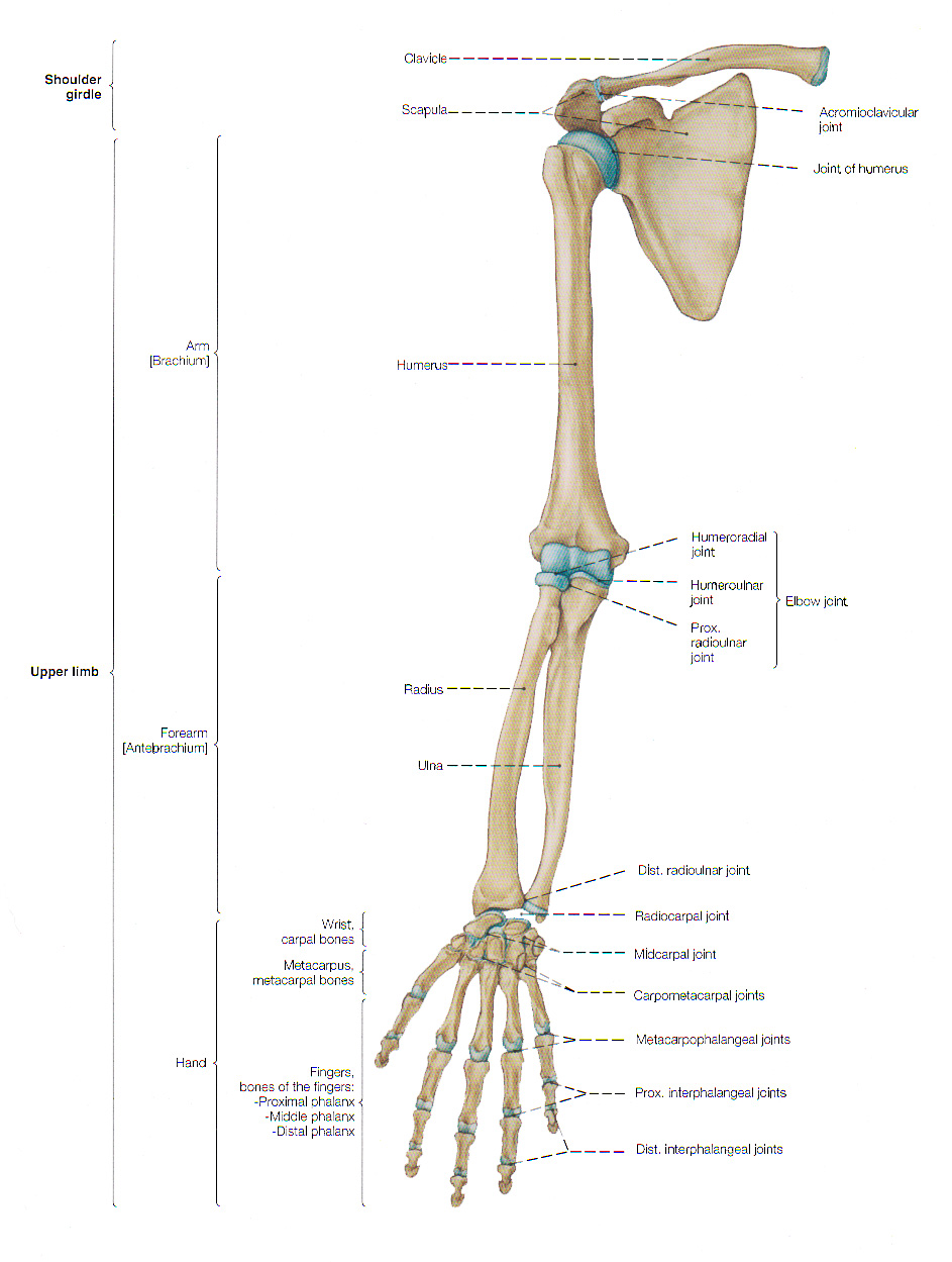 Life Size Anatomy Model Skeleton Arm Anatomical Left Arm Bones Vtech