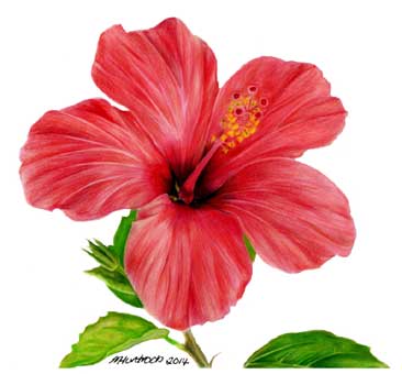 Featured image of post Hibiscus Flower Flower Drawing Colour Easy / Color black white outline sketch drawing set.