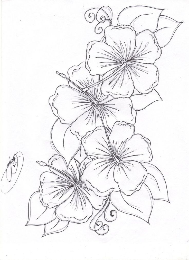 Hummingbird Hibiscus Tattoo Drawing | The Hibiscus Flowers Tattoo 