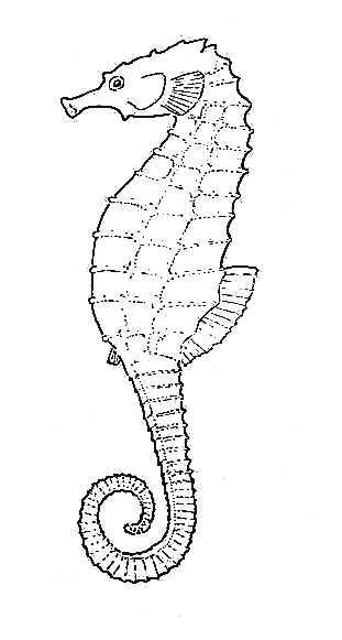 Sea Horse | Biological drawings. Characteristics of fish. Biology 