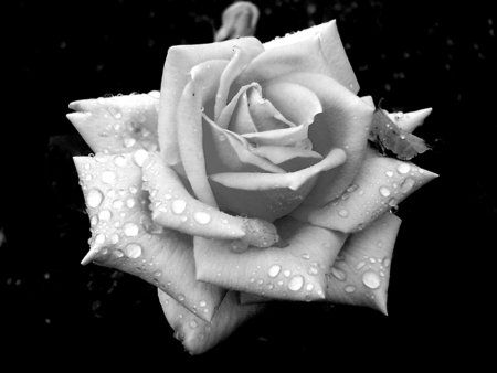 Black and White Rose Photography | black and white rose nice 