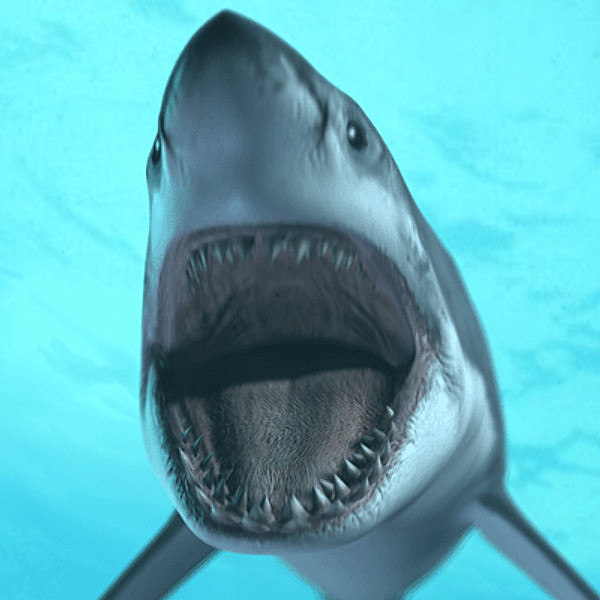 great white shark animations 3d model