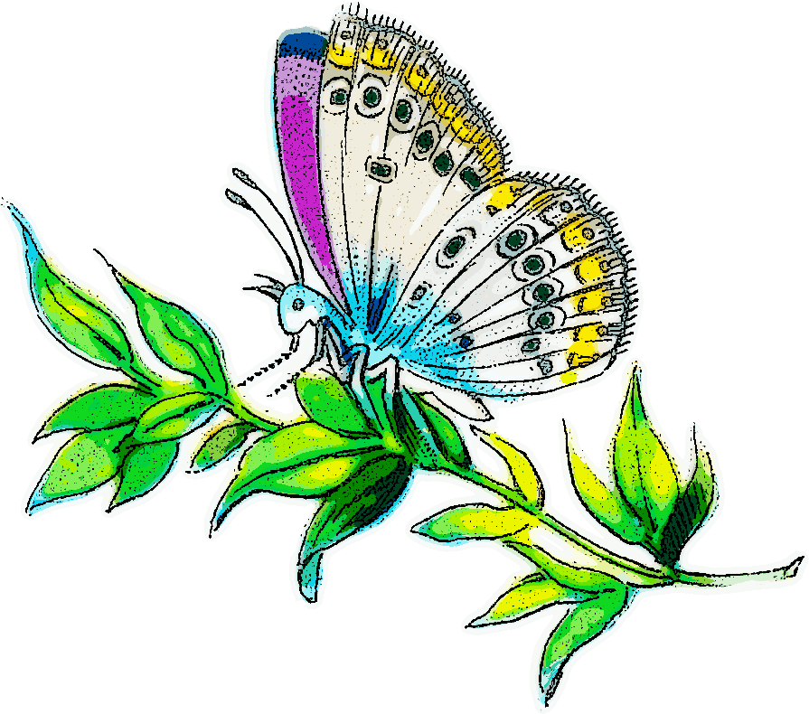 Butterfly 5 Clip Art Download