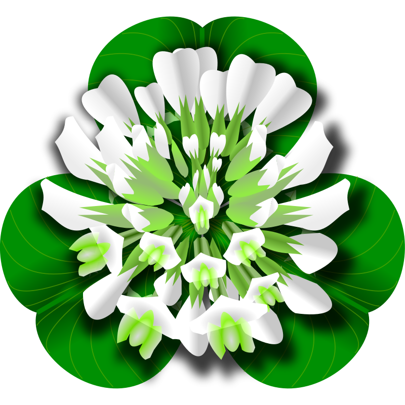 Clipart - White Clover Flower