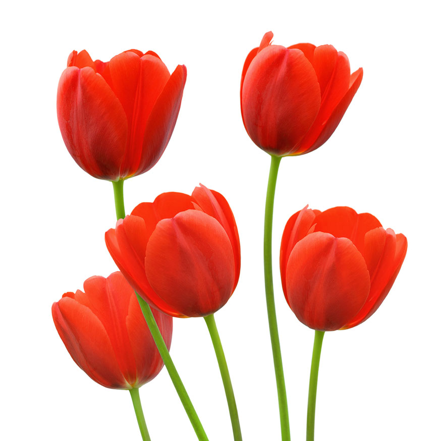 Red Tulips ? Crafthubs