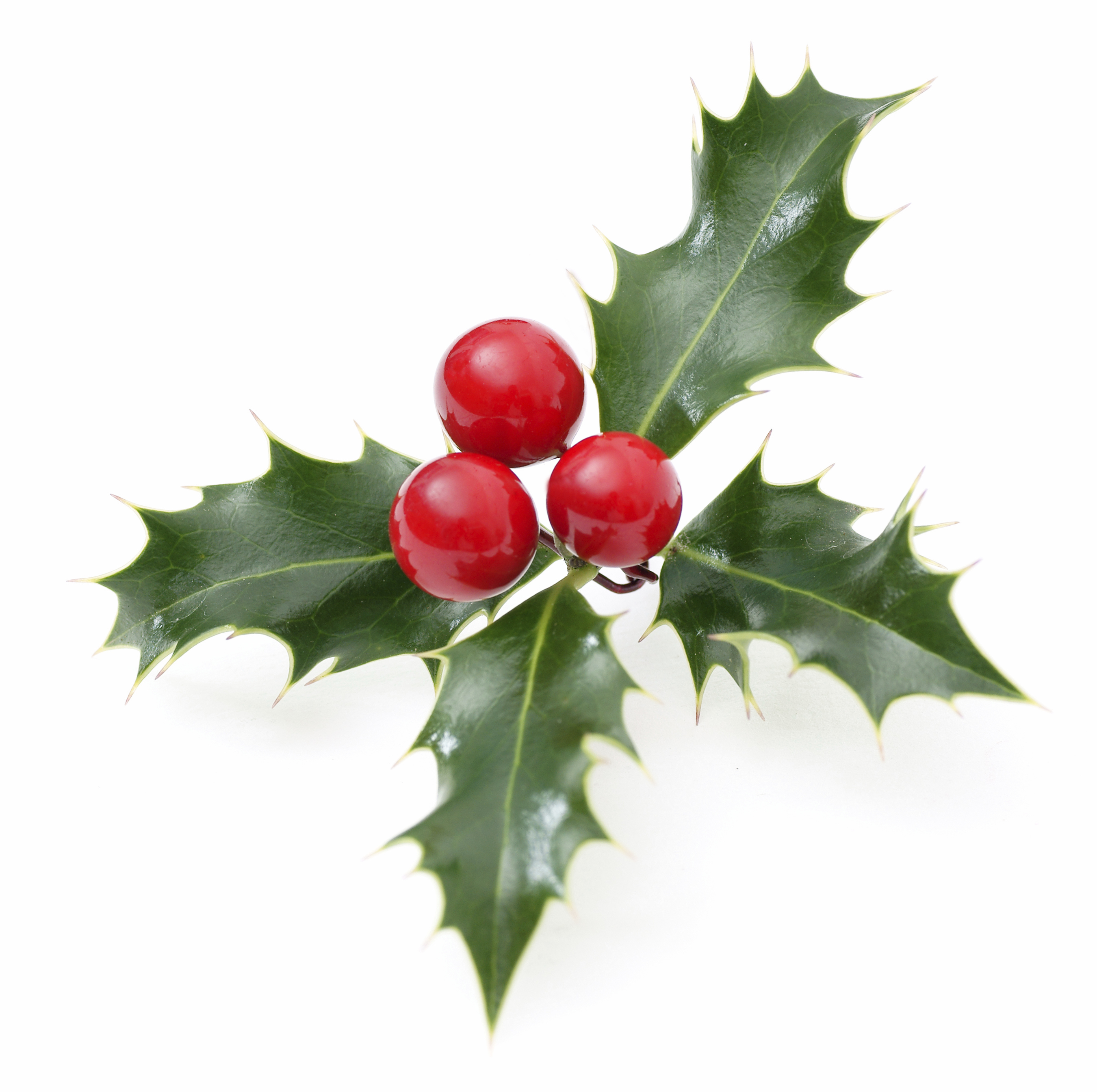 Is Holly Poisonous to Dogs and Cats? - Holly Plant Poisoning