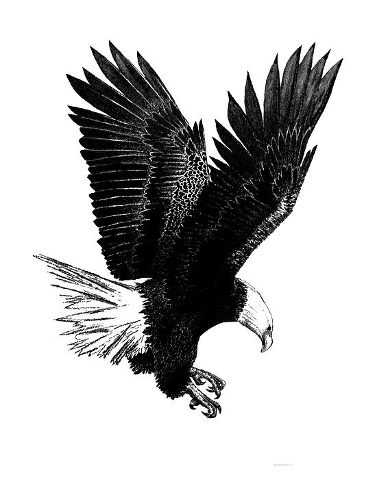 Black And White With Pen And Ink Drawing Of American Bald Eagle by 