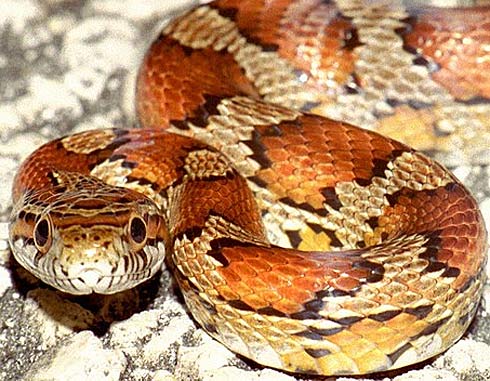 Corn Snake - Red Rat Snake, Nice Colors, Not Dangerous | Animal 