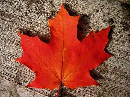 Why the maple leaf shines - Spectator Tribune