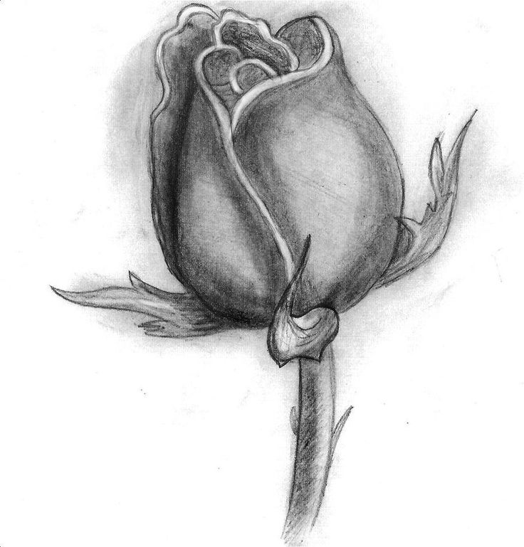 Featured image of post Rose Drawings Of A Flower / Think of a tear or raindrop with one end small and pointed and the other round.