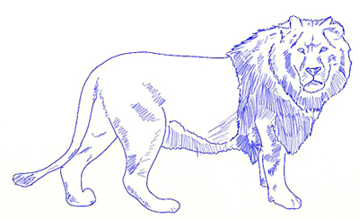 How to Draw a Lion - Draw Step by Step