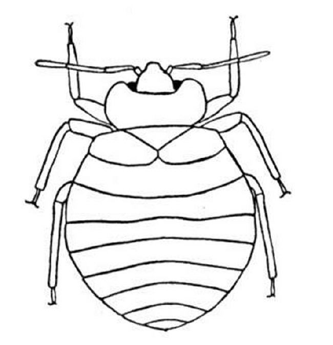 Featured image of post Realistic Bug Coloring Pages
