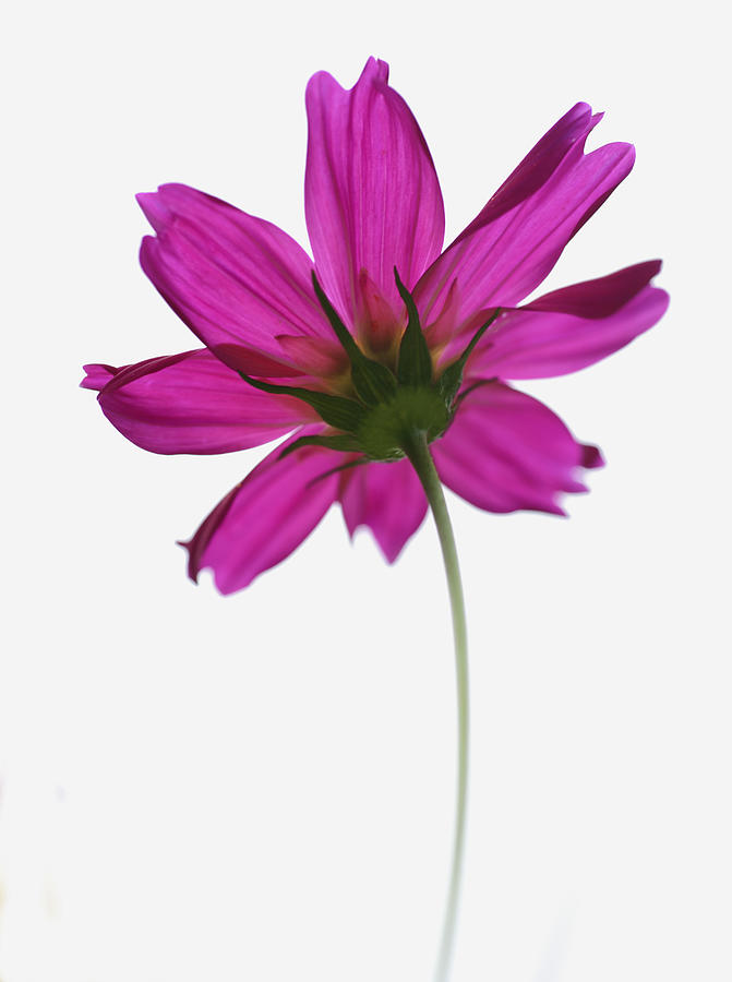 Single Pink Flower by Beckie Bragga - Single Pink Flower 