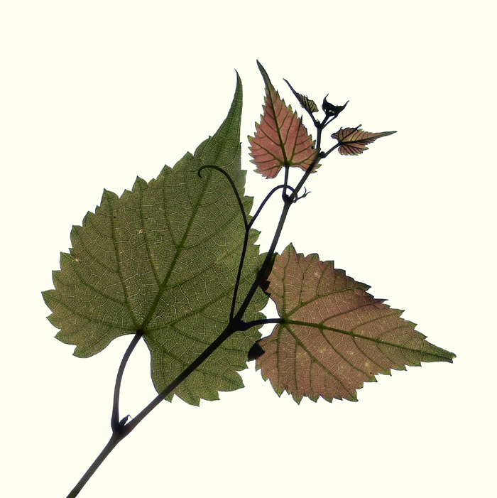 clip art grape leaf - photo #50