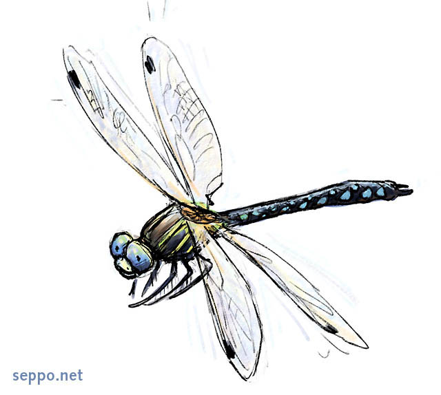 dragonfly clipart free download - photo #37