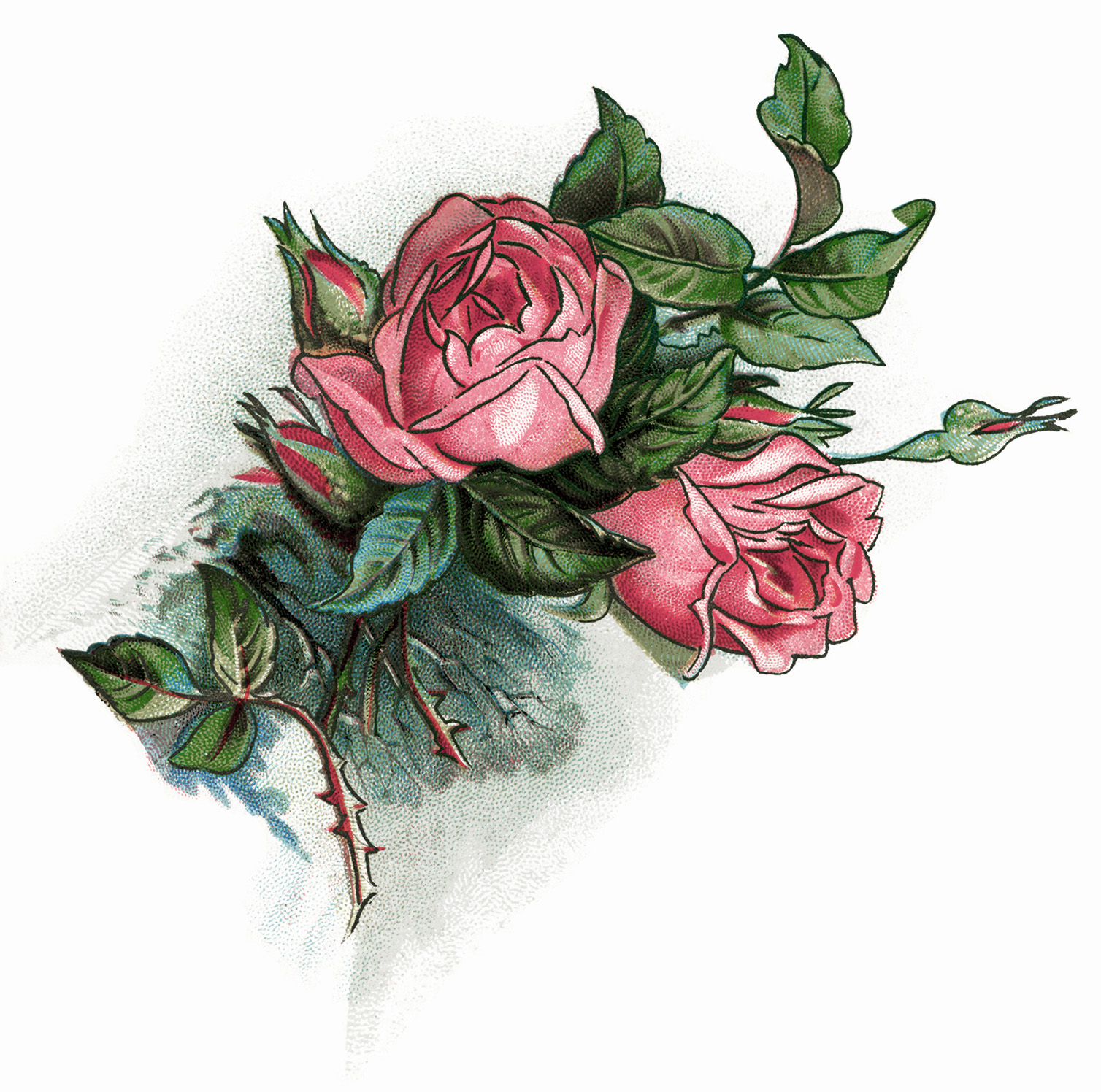 Free Vintage Image Thirtieth Day Poem and Pink Roses | Old Design 