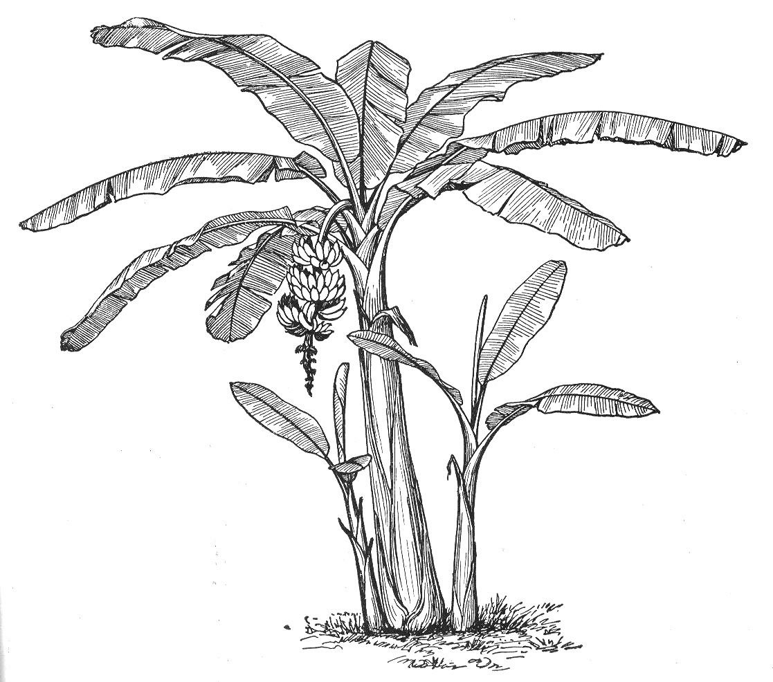 Free Banana Tree Drawing, Download Free Clip Art, Free